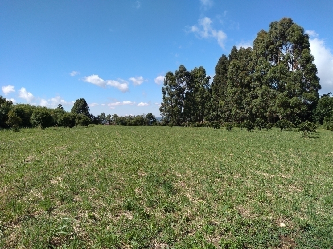 #11 - Área para Venda em Pinto Bandeira - RS