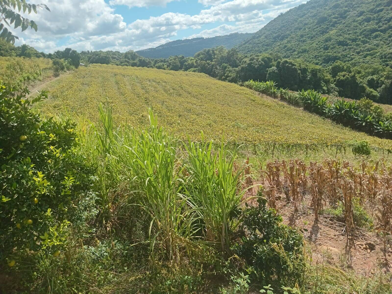 #117 - Chácara para Venda em Pinto Bandeira - RS