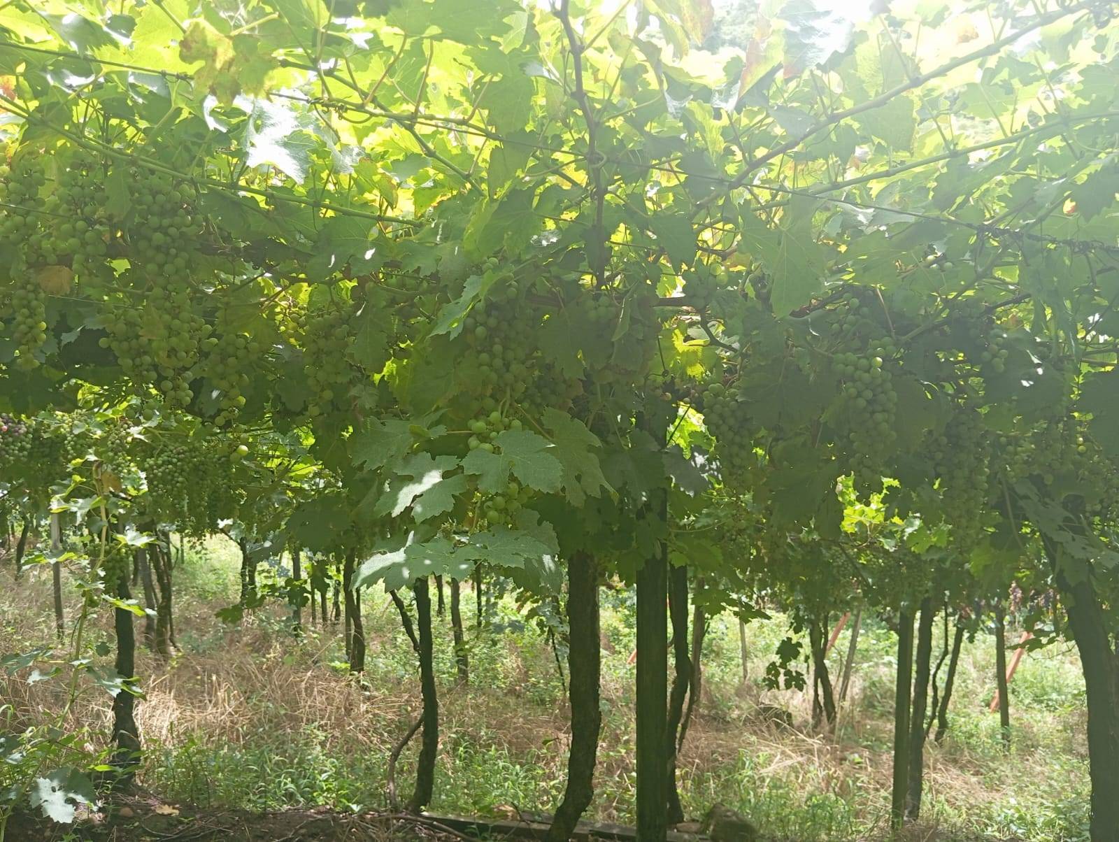 #125 - Chácara para Venda em Farroupilha - RS