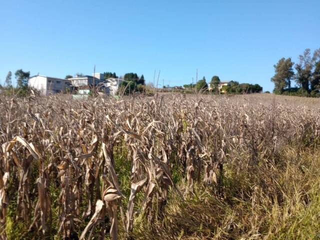 Área para Venda em Pinto Bandeira - 5