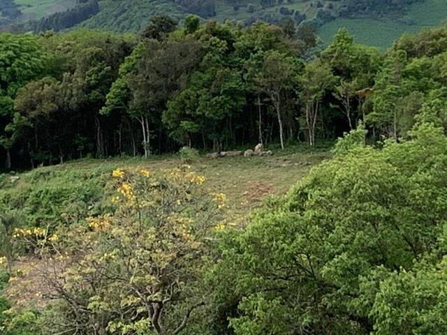 #112 - Chácara para Venda em Pinto Bandeira - RS - 2