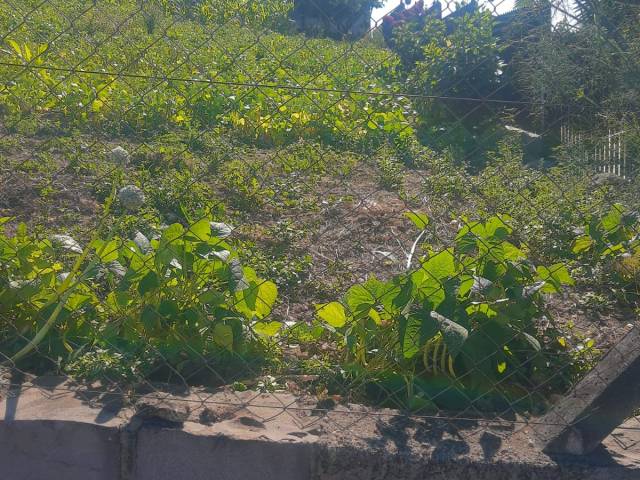 #123 - Área para Venda em Pinto Bandeira - RS - 2